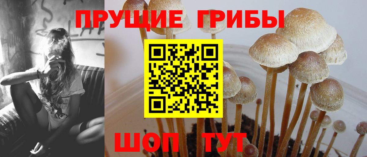 Галлюциногенные грибы Cubensis  Галлюциногенные грибы Cubensis  Вход с VPN  Костомукша 